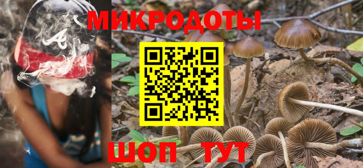 Псилоцибиновые грибы Psilocybe Менделеевск